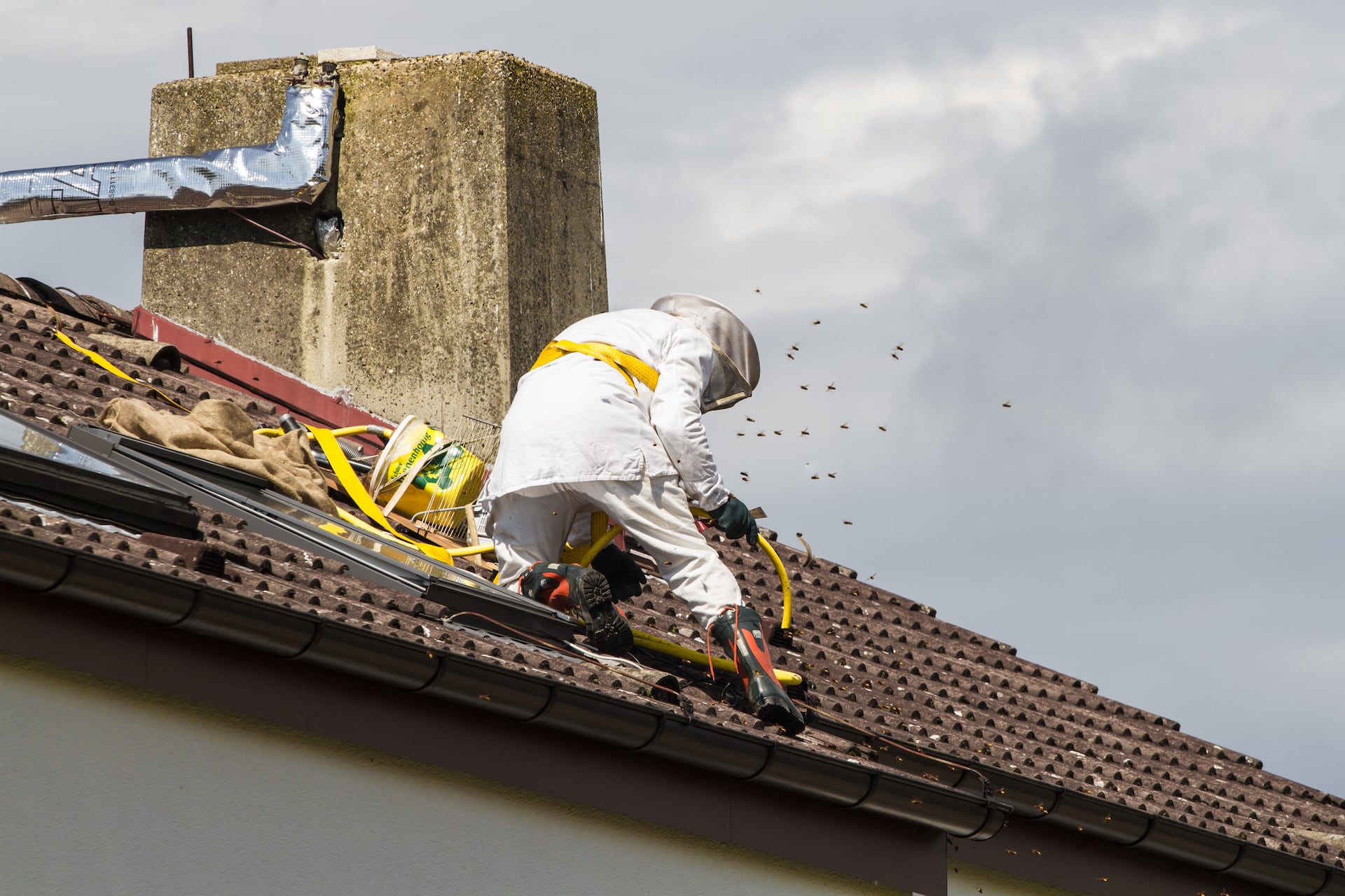 eliminare le vespe dal tetto